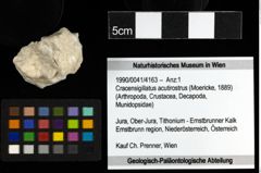 Foto (Objekt + Etiketten) von Cracensigillatus acutirostrus (Moericke, 1889)